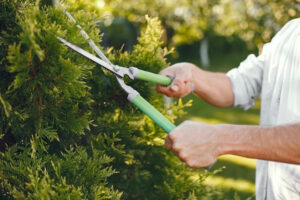 Shrub Cutting