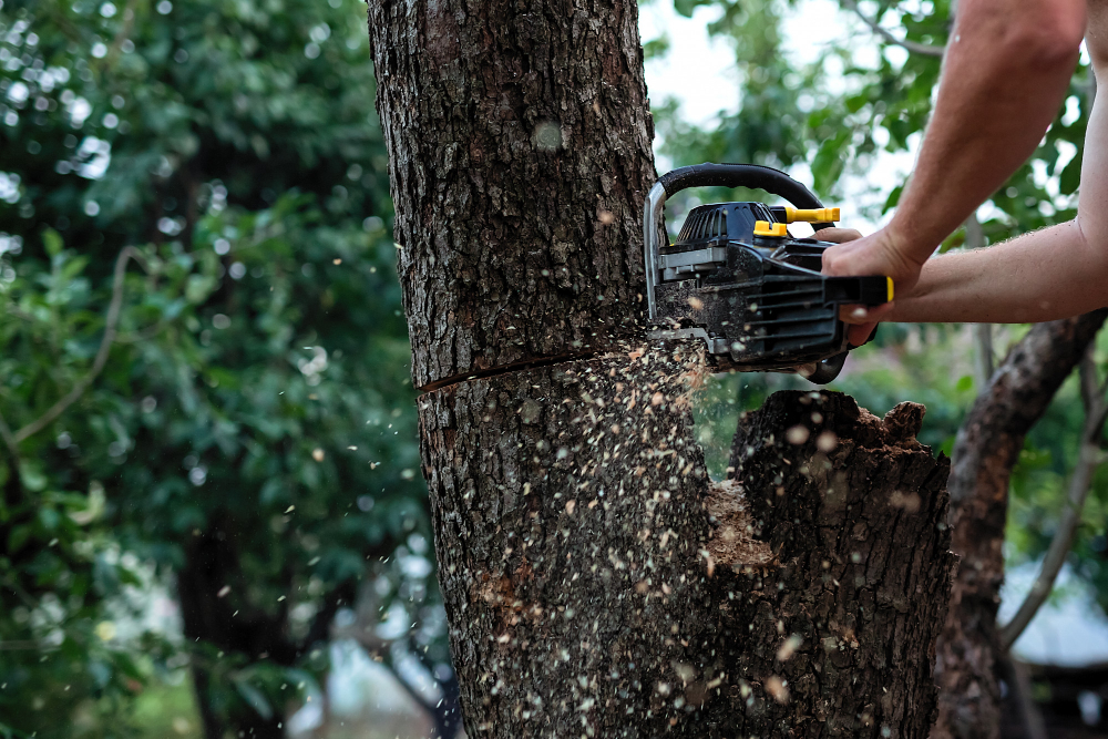 tree service