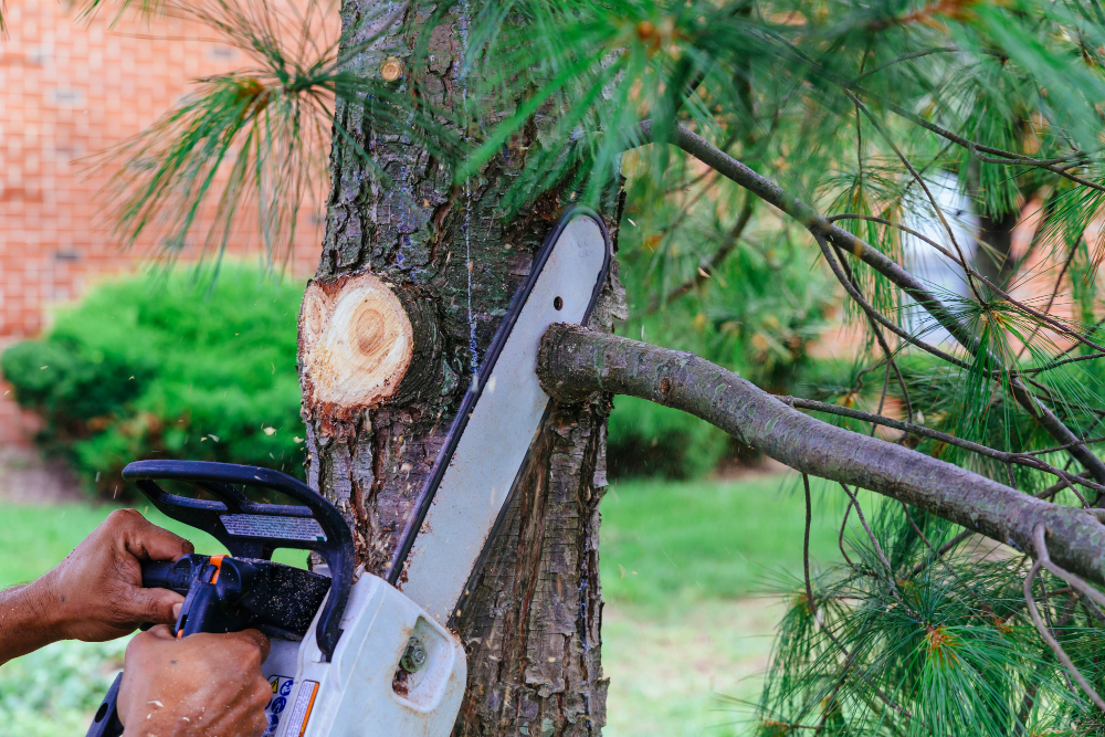tree service in Los Angeles