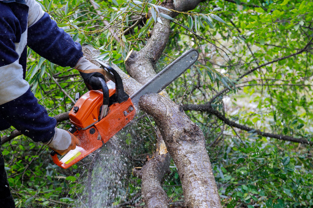 tree service in Los Angeles